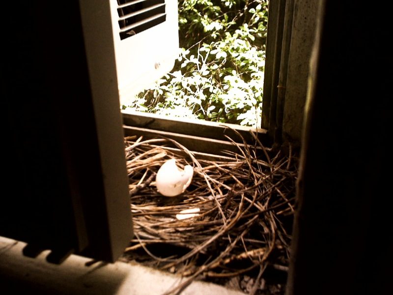 A bird's nest in a tree