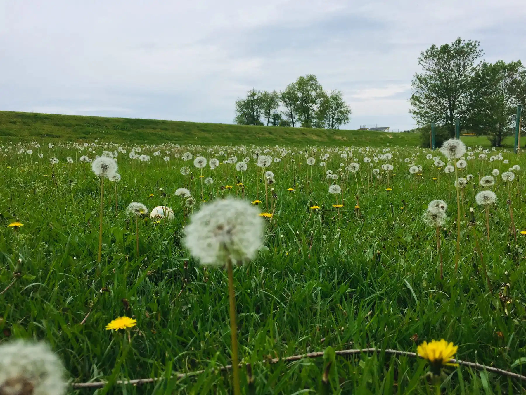 Dandelions gone to seed in a spring field, a baseball resting in the grass