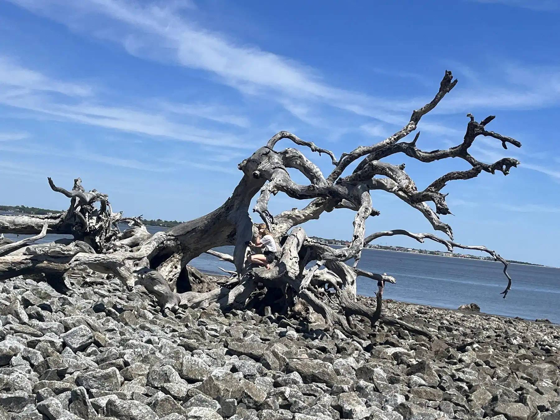Driftwood on rocky shore, St Simons Island