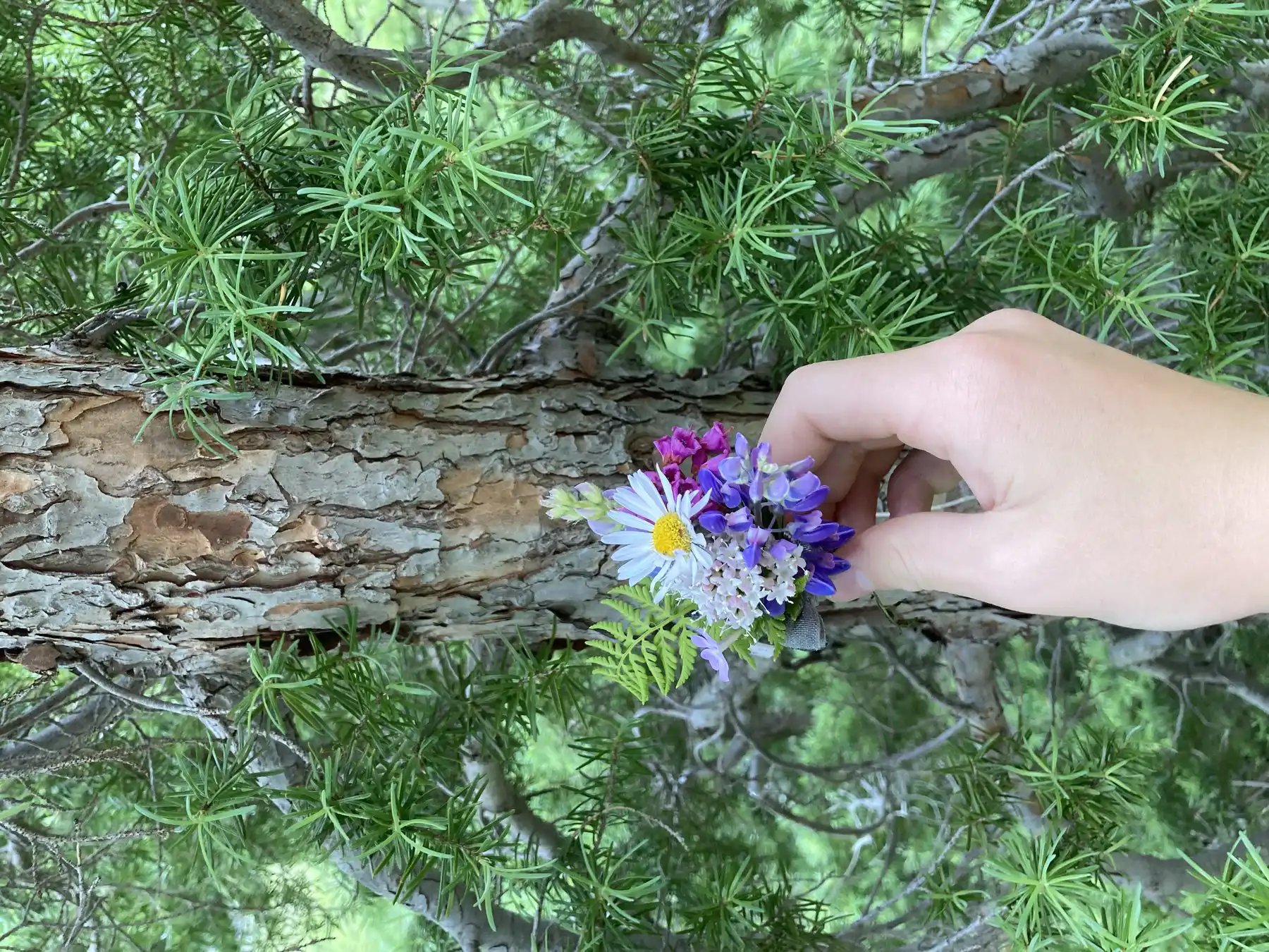 A hand holding a small bouquet of wildflowers beside a pine