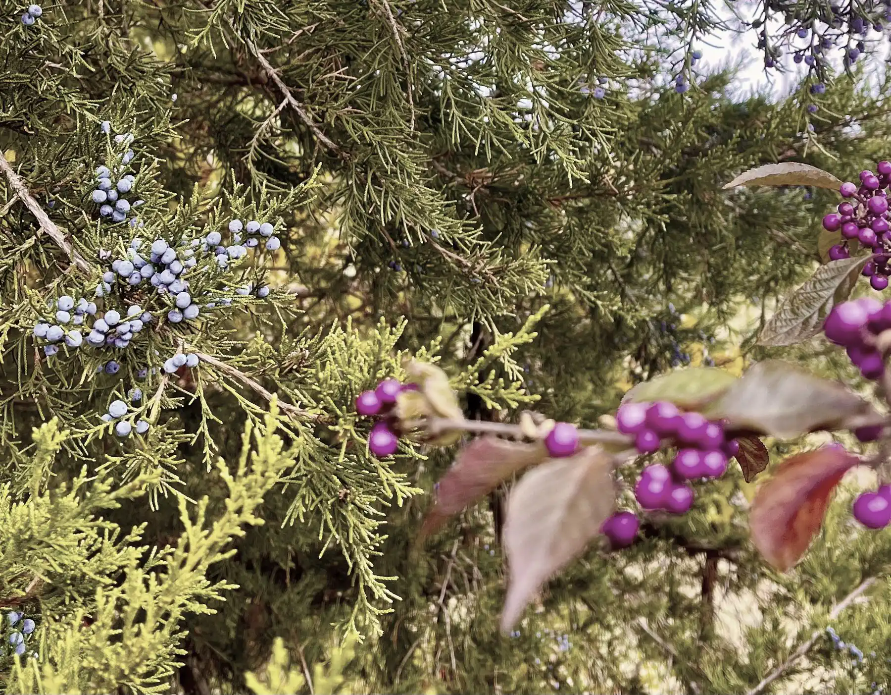 Winter berries in Crozet Park